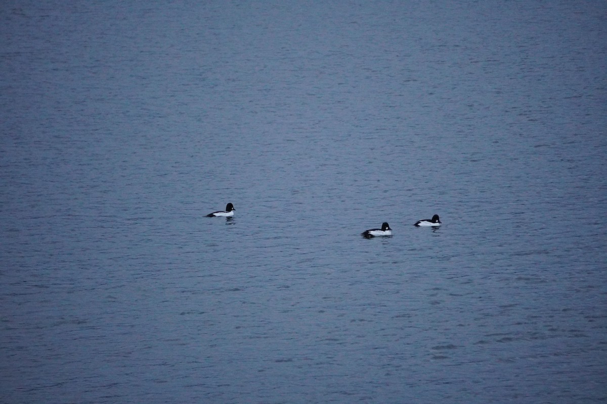 Common Goldeneye - Lily Casteen