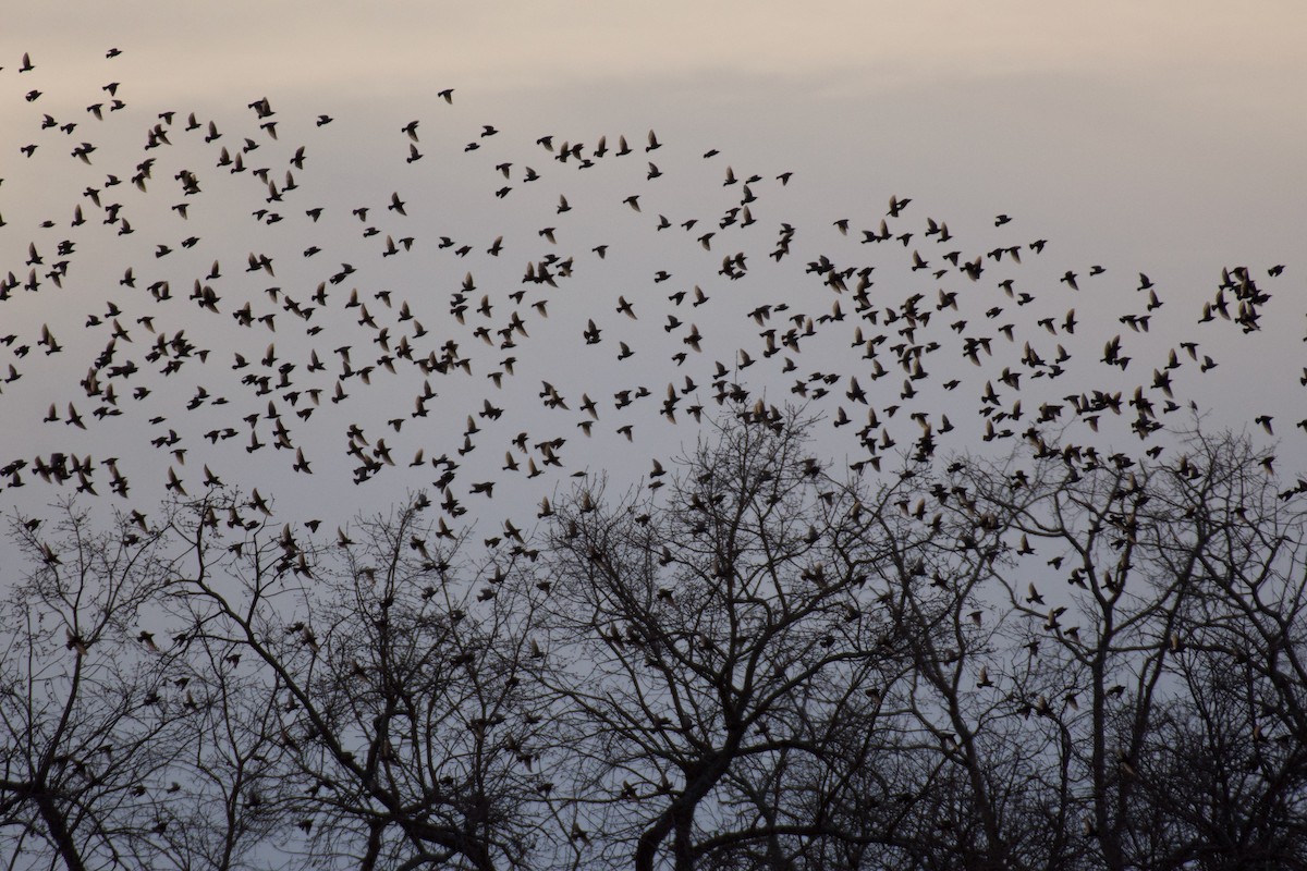 Spotless Starling - Jose Paulo Monteiro