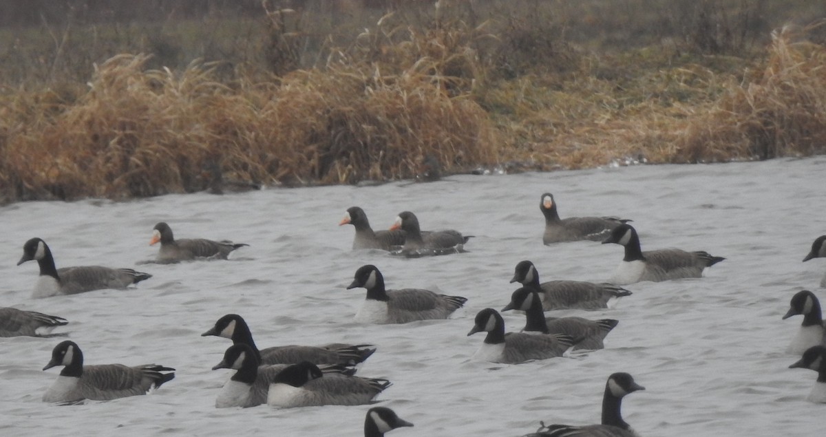 Greater White-fronted Goose - ML613185870