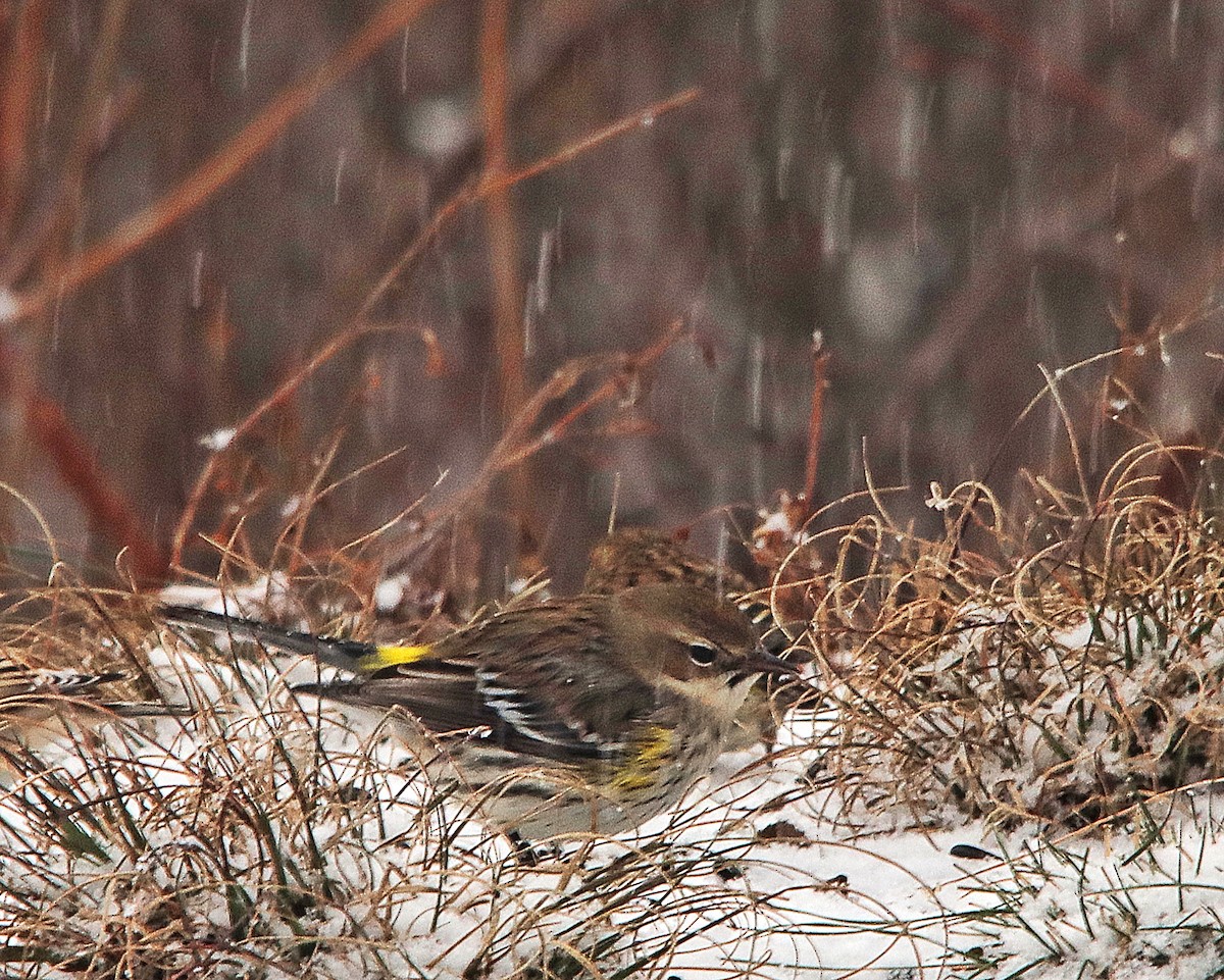 Yellow-rumped Warbler - ML613185884