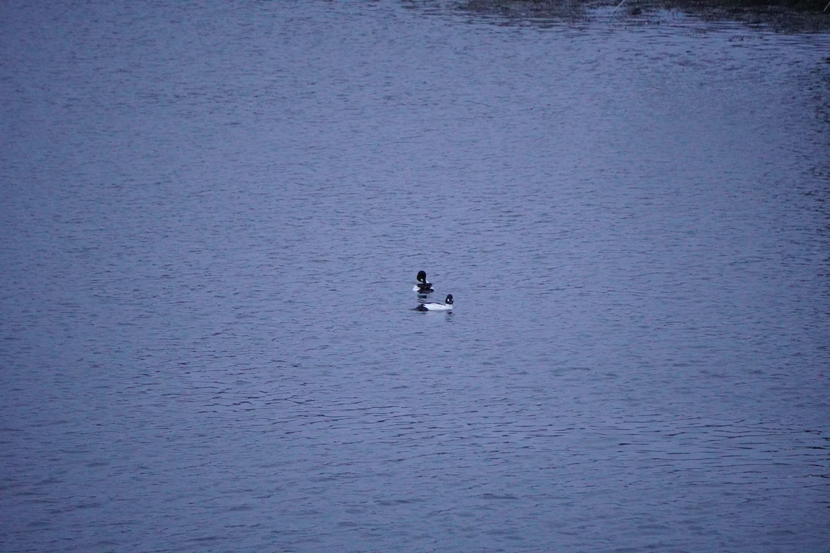 Common Goldeneye - Lily Casteen