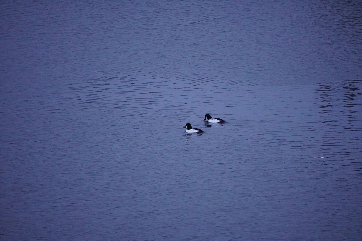 Common Goldeneye - ML613185896