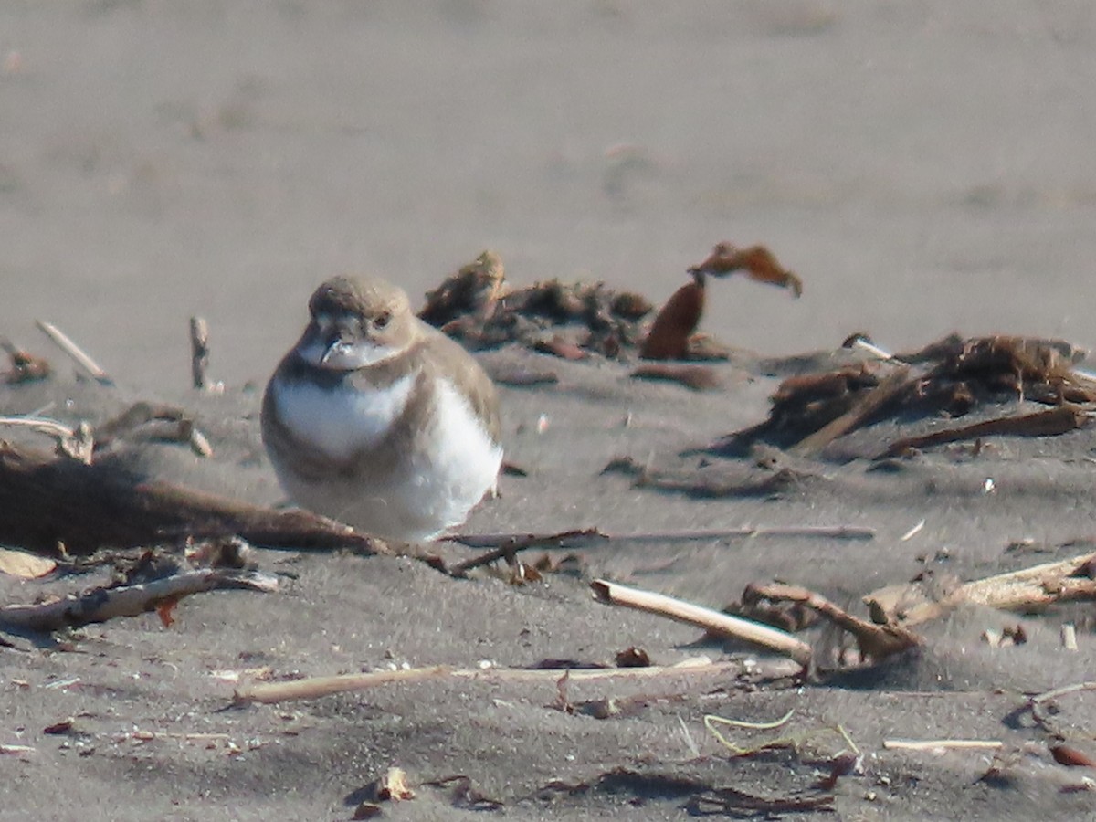 Two-banded Plover - ML613185909
