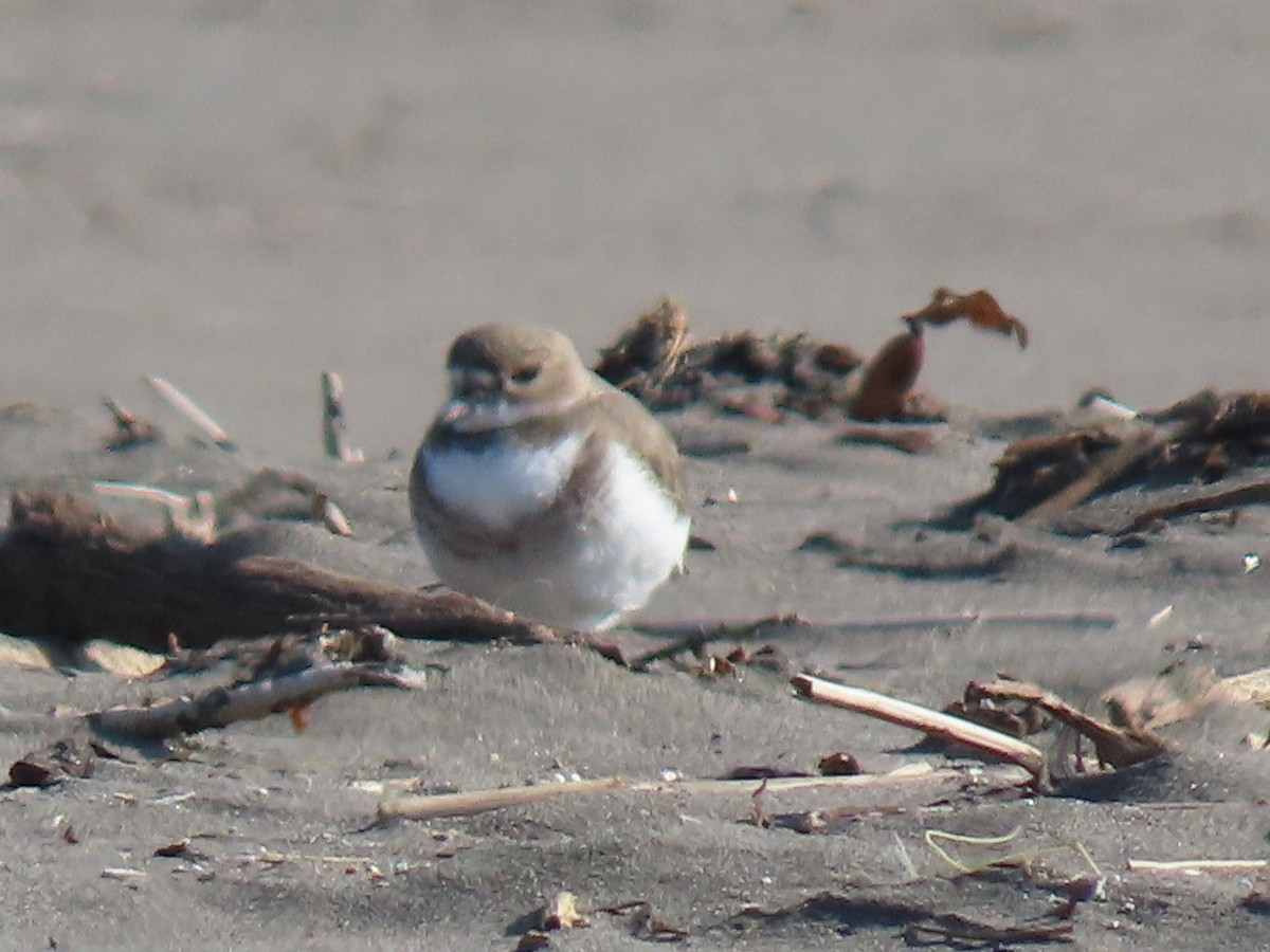 Two-banded Plover - ML613185910