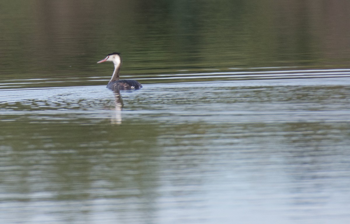 Great Crested Grebe - Jose Paulo Monteiro