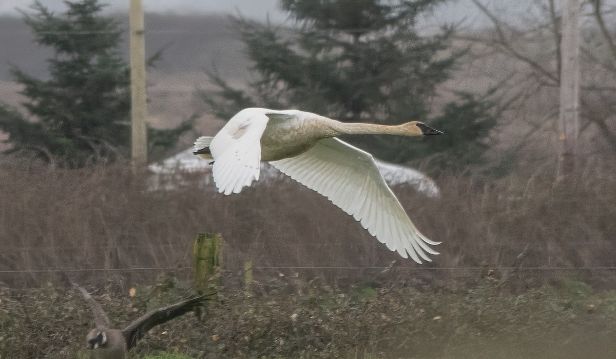 Trumpeter Swan - ML613185979