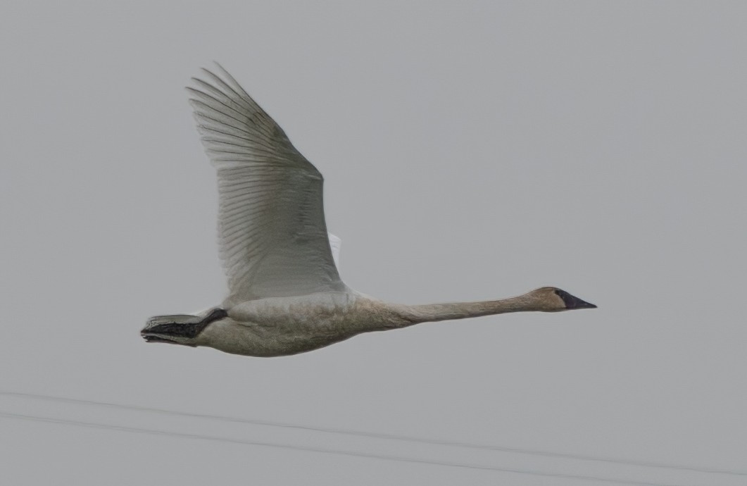 Trumpeter Swan - ML613185980