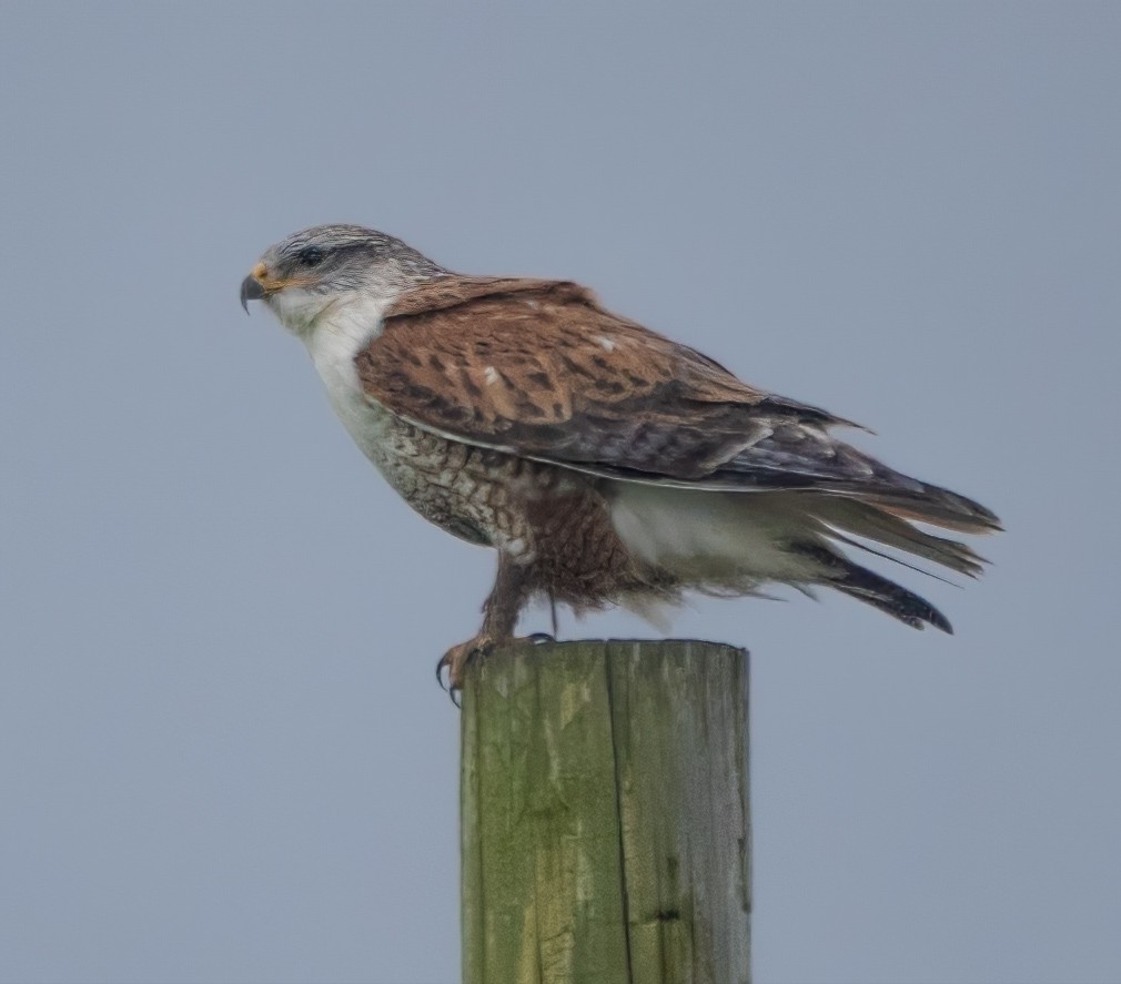 Ferruginous Hawk - Gary Bloomfield