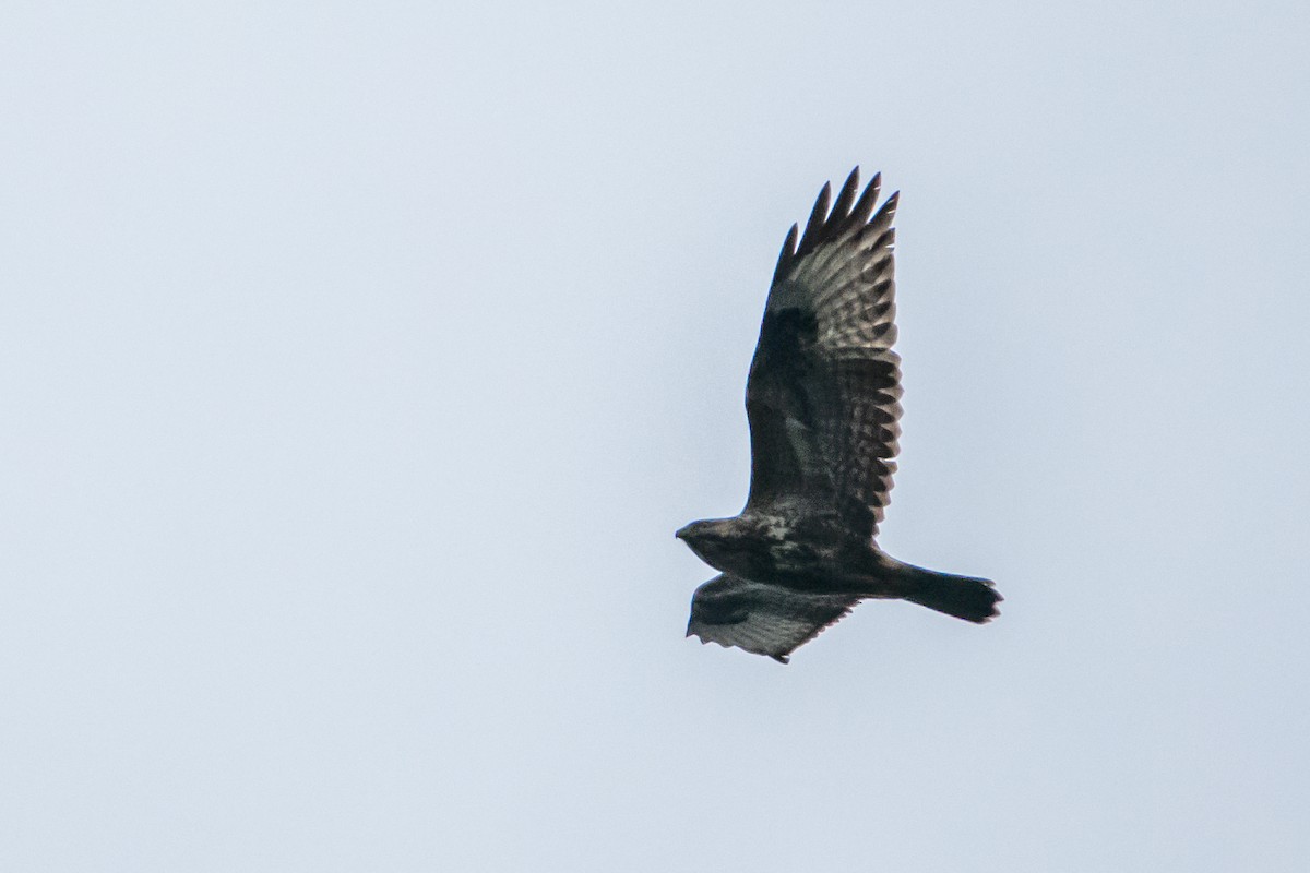 Common Buzzard (Western) - ML613186074