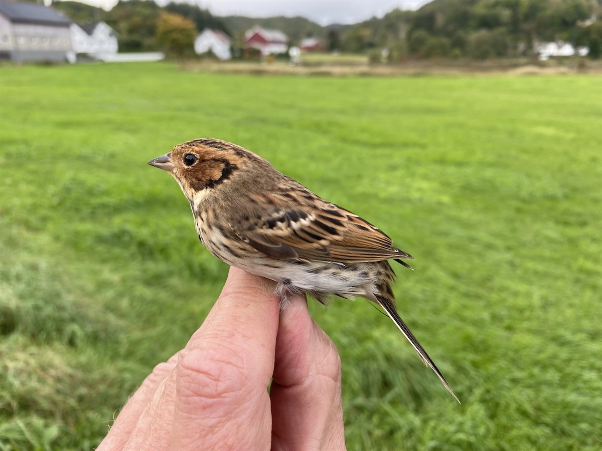 Little Bunting - Tor Egil Høgsås