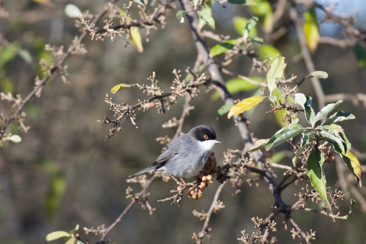 Sardinian Warbler - Jose Paulo Monteiro