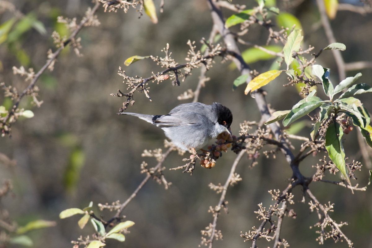 Sardinian Warbler - ML613186124