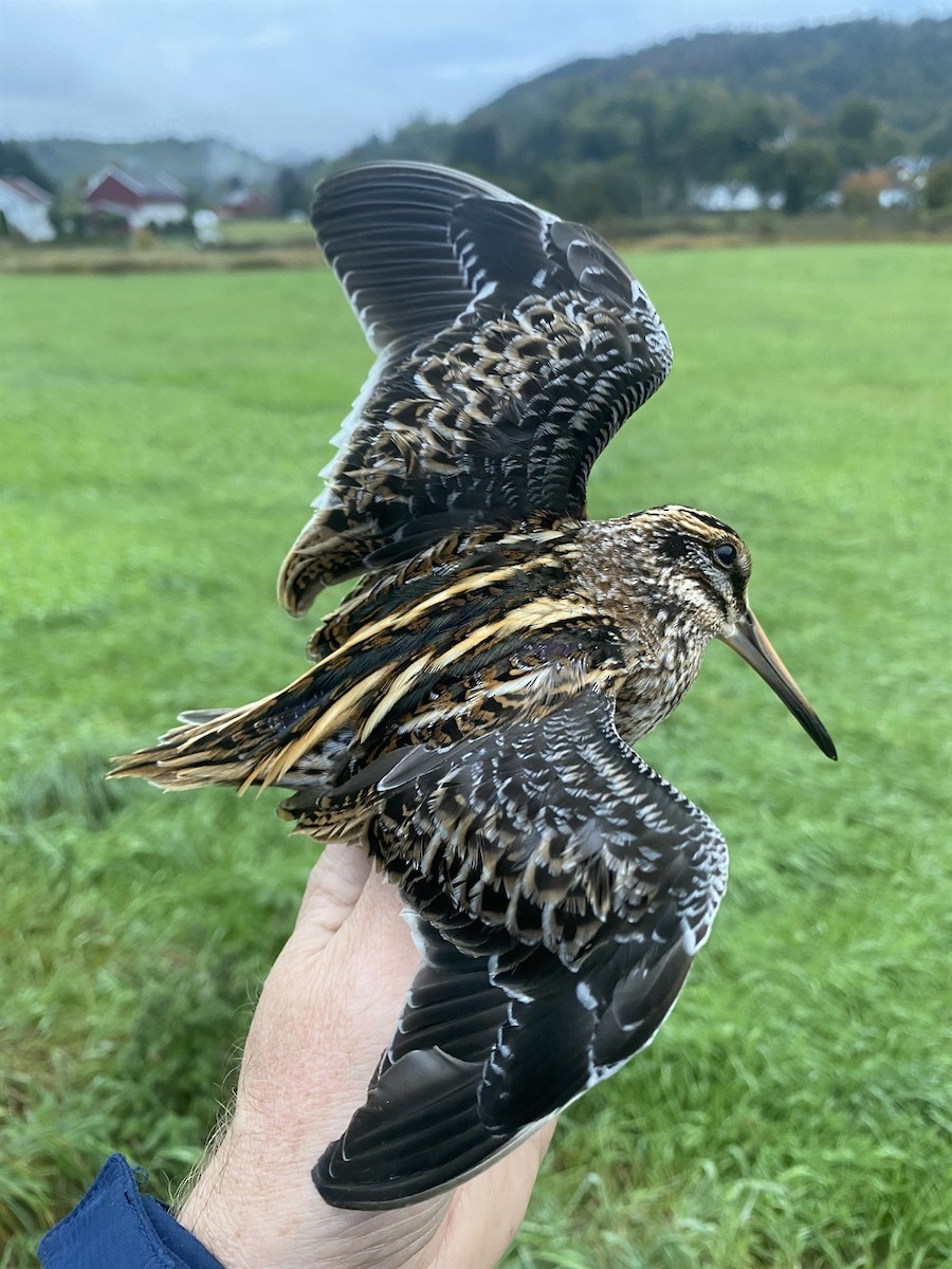 Jack Snipe - ML613186130