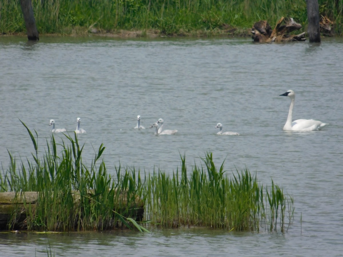 Trumpeter Swan - ML61318621