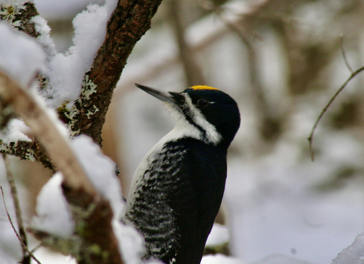 Black-backed Woodpecker - ML613186276