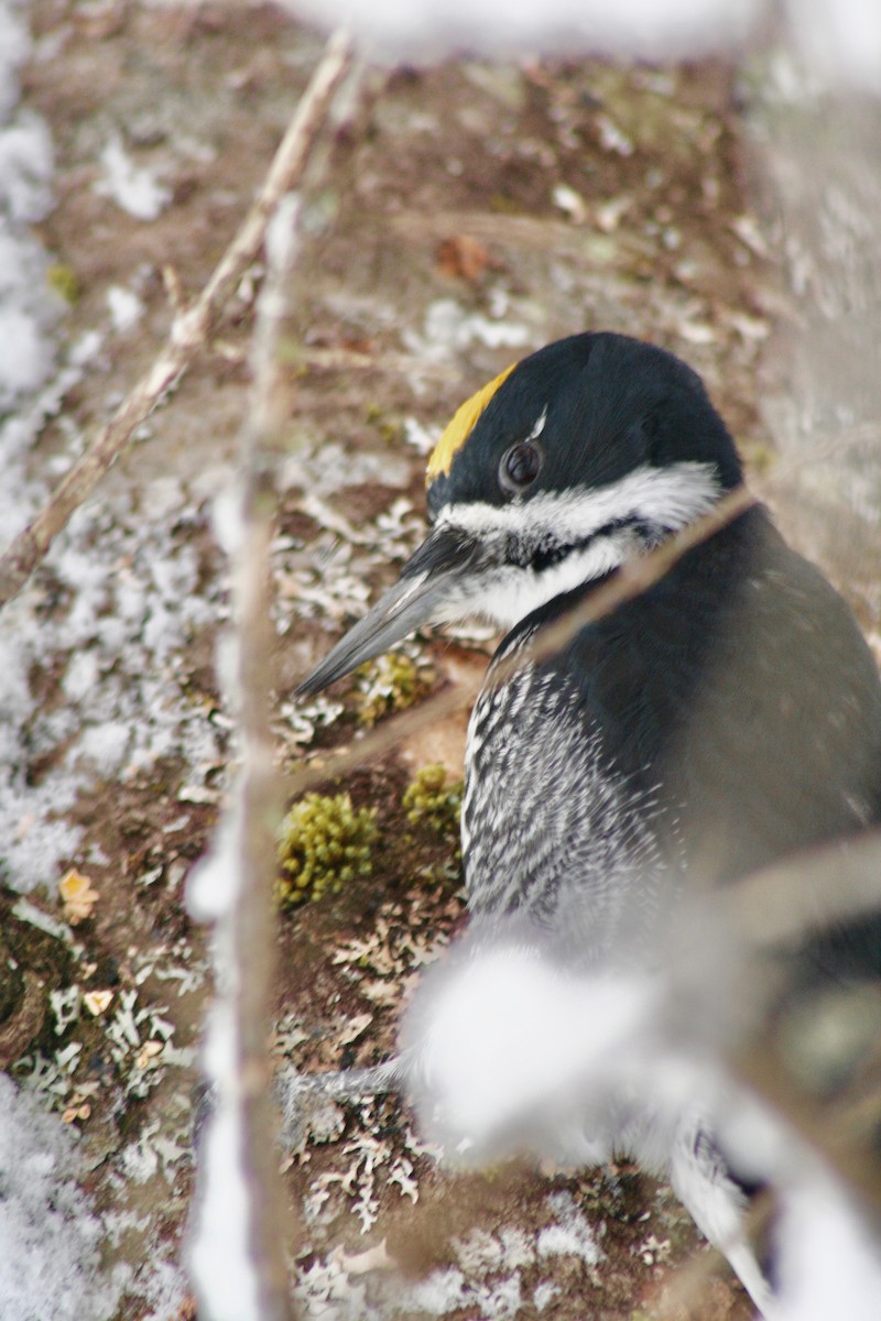 Black-backed Woodpecker - ML613186277