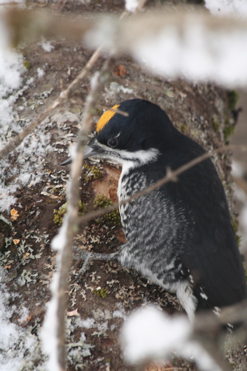 Black-backed Woodpecker - ML613186278