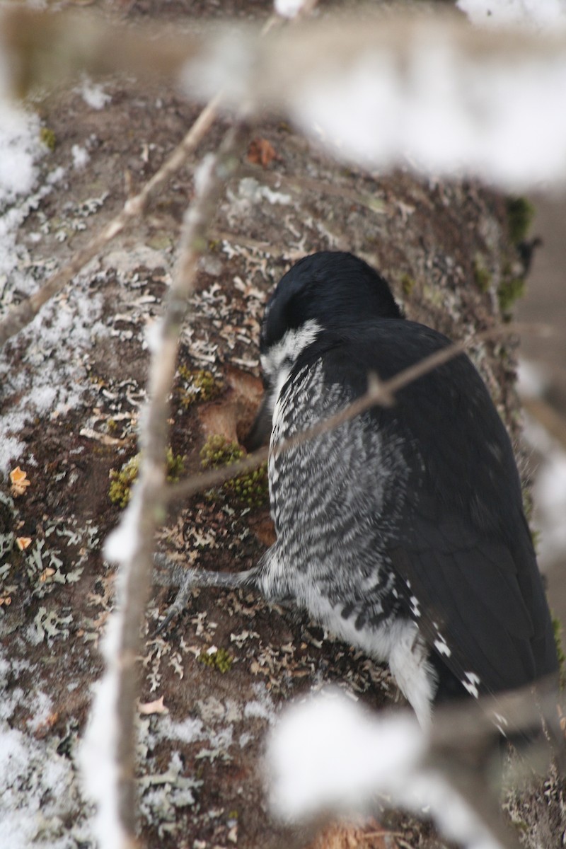 Black-backed Woodpecker - Michel Cournoyer