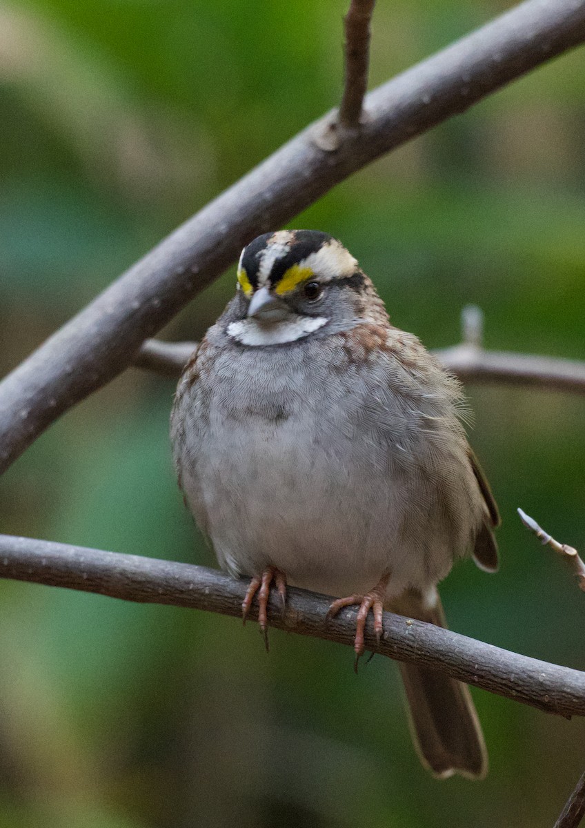 White-throated Sparrow - ML613186284