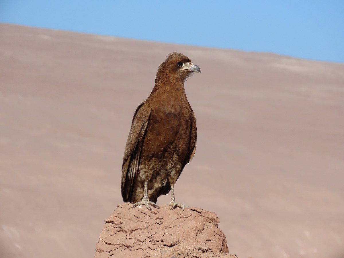 Mountain Caracara - ML613186313