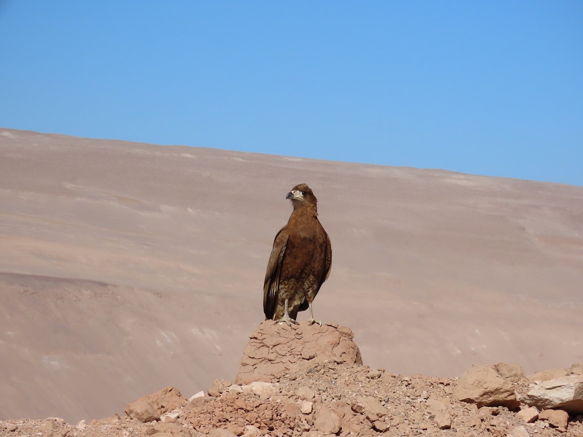 Mountain Caracara - ML613186315