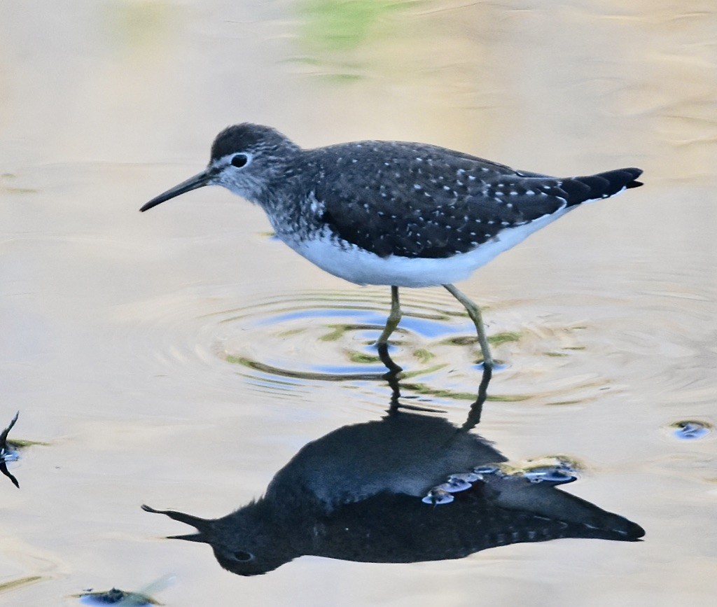 Solitary Sandpiper - ML613186415