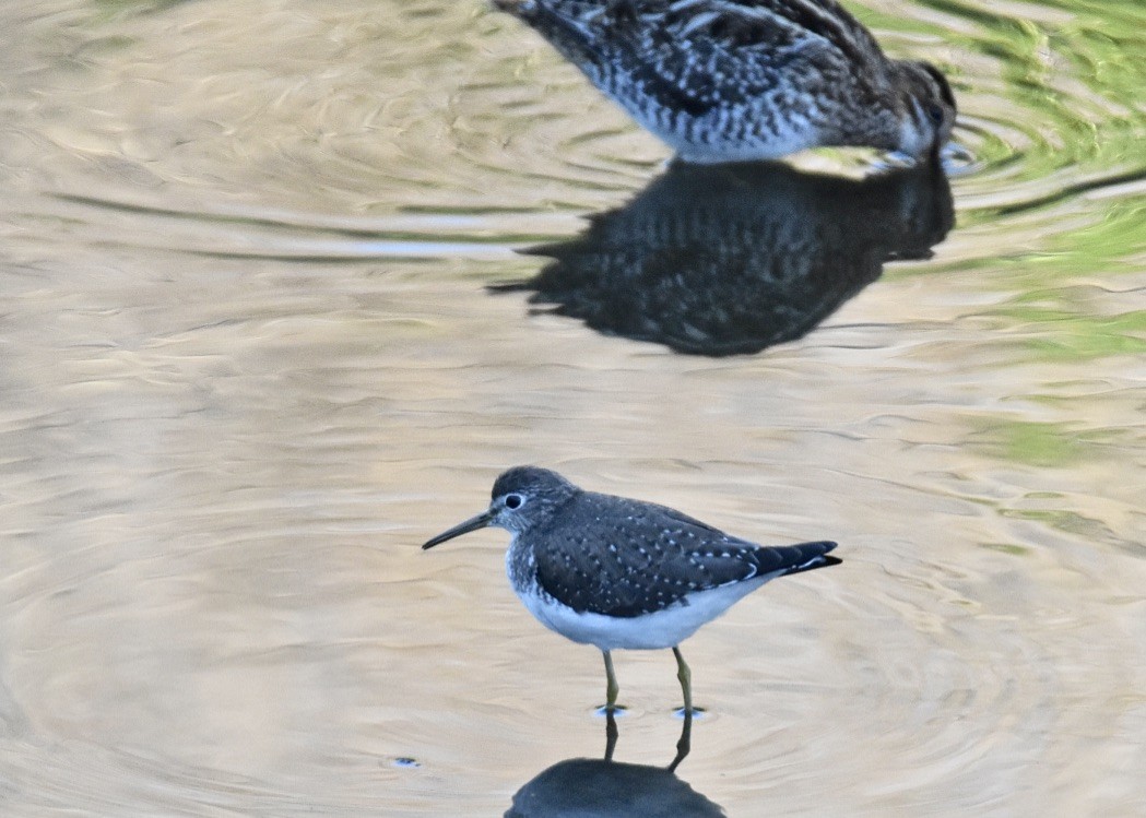 Solitary Sandpiper - ML613186446