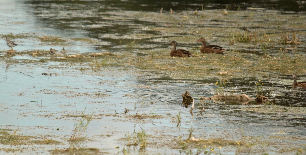 Canard colvert - ML613186476