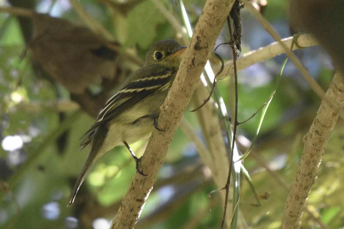 Yellow-bellied Flycatcher - ML613186515