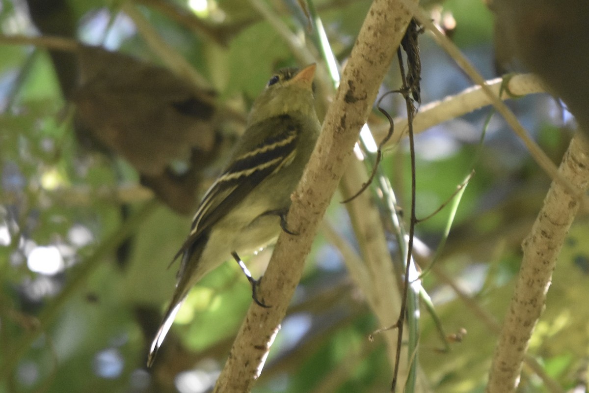 Yellow-bellied Flycatcher - Max Laubstein