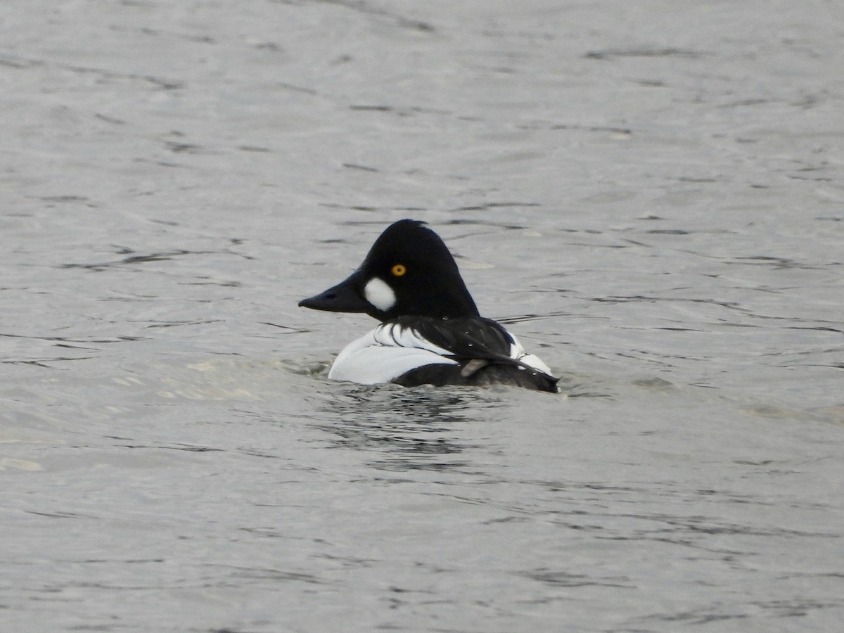 Common Goldeneye - ML613186542