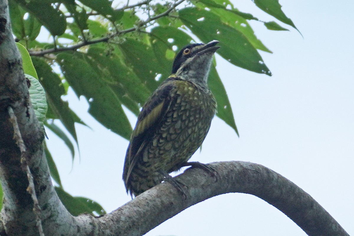 Cotinga écaillé - ML613186599