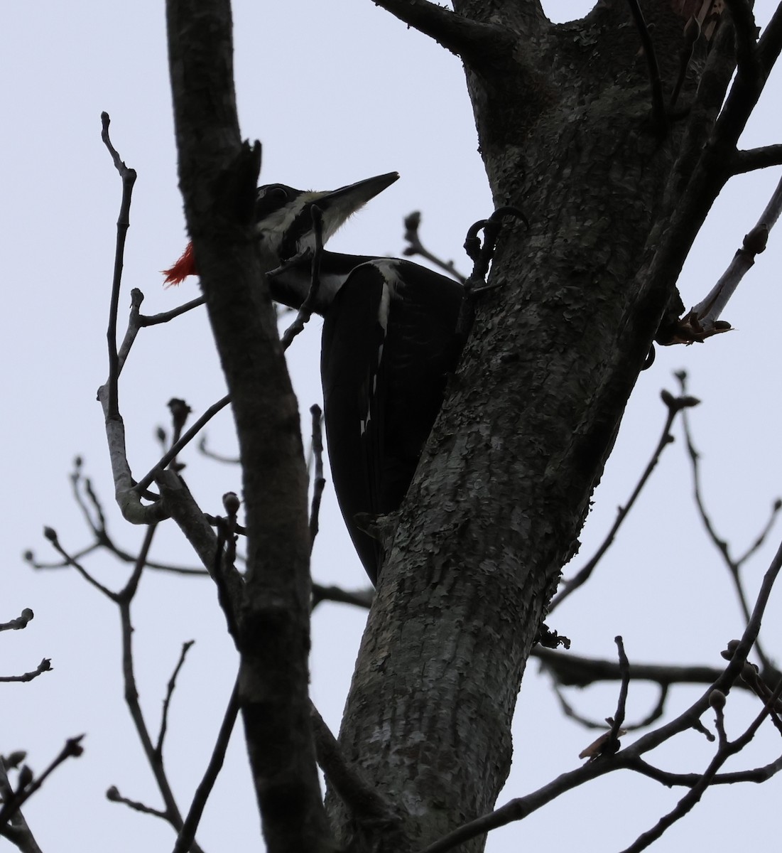 Pileated Woodpecker - ML613186604