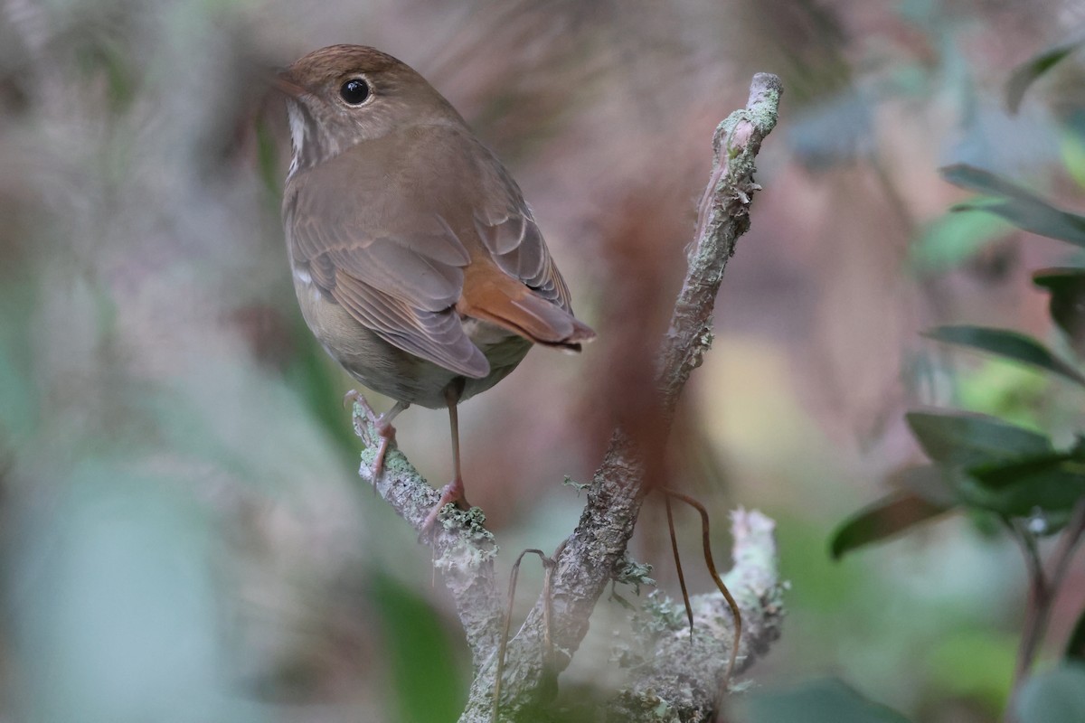 Hermit Thrush - Chelsea Noble