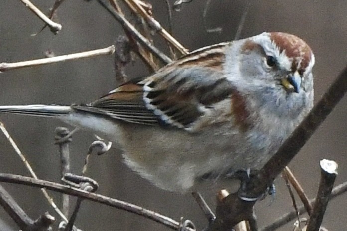 American Tree Sparrow - ML613186662