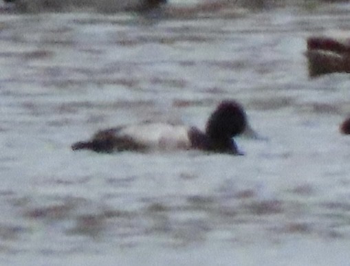 Lesser Scaup - Tova Mellen