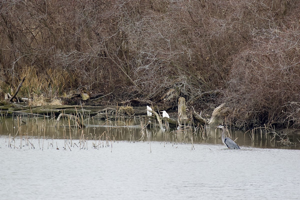 Great Egret - ML613186692