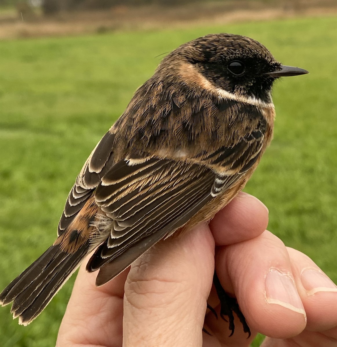 European Stonechat - ML613186715