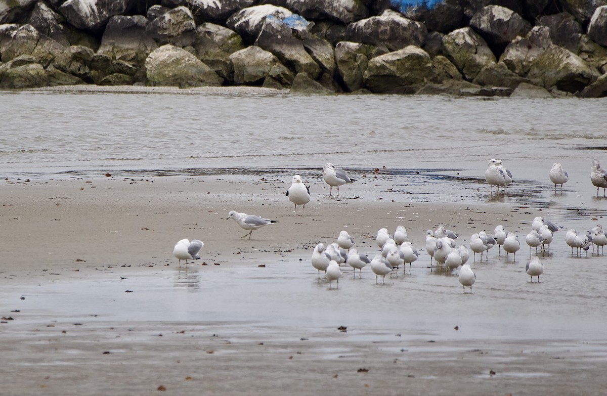 Great Black-backed Gull - ML613186789