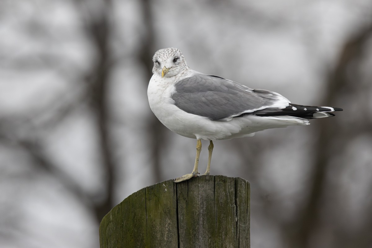 Common Gull (Kamchatka) - ML613186795