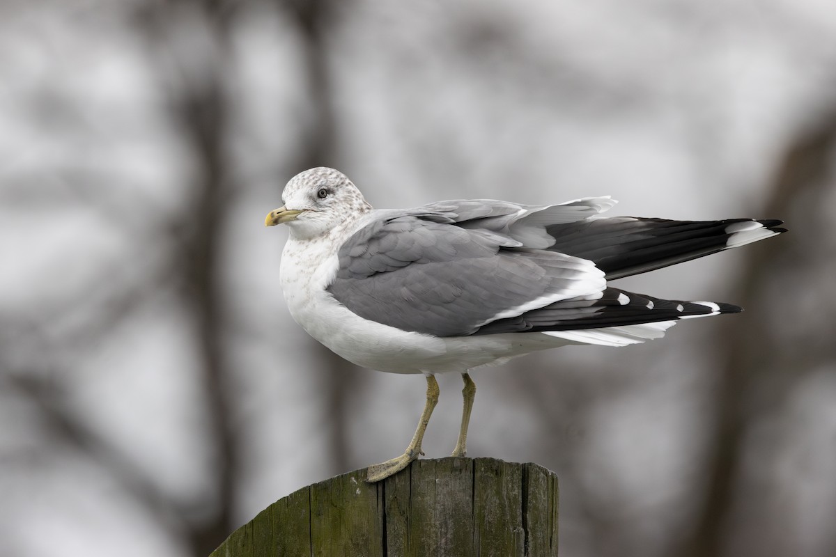 Common Gull (Kamchatka) - ML613186796