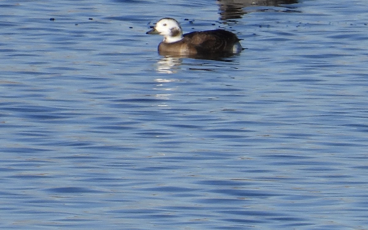 Long-tailed Duck - ML613186799