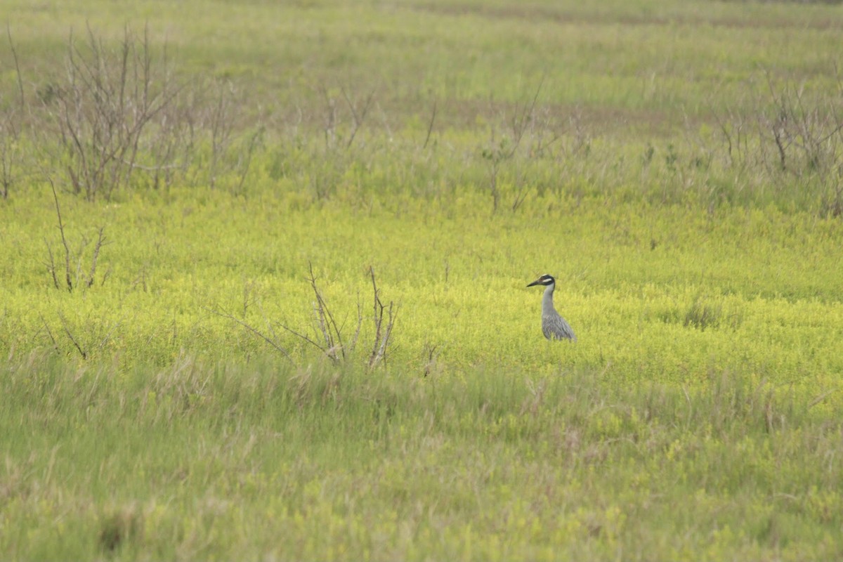 Yellow-crowned Night Heron - ML613186811