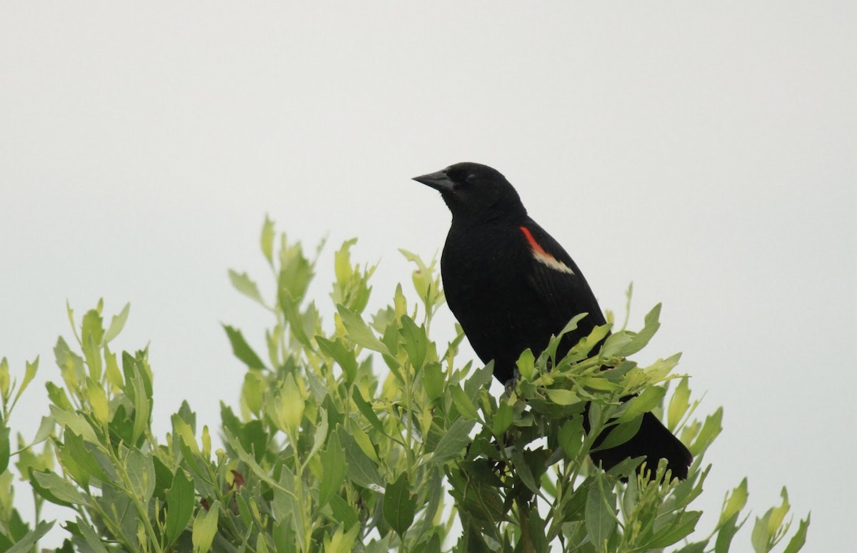 Red-winged Blackbird - ML613186865