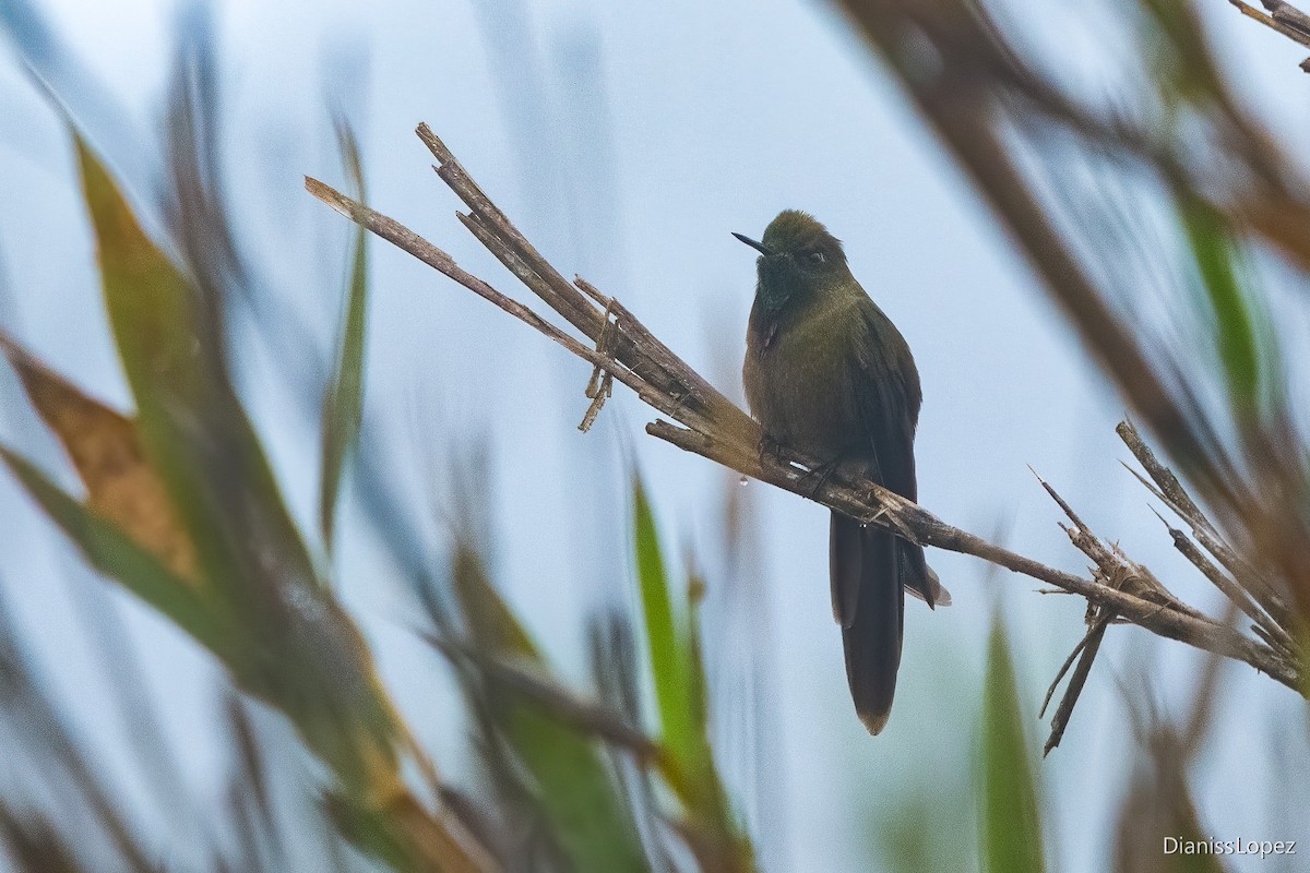 Bronze-tailed Thornbill - Diana López G