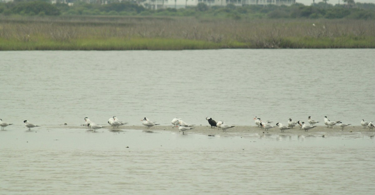 Neotropic Cormorant - ML613186887