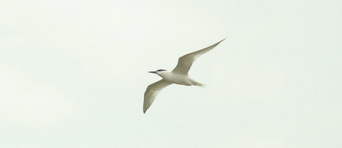 Sandwich Tern - ML613186912