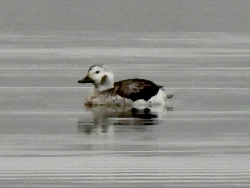 Long-tailed Duck - ML613186913