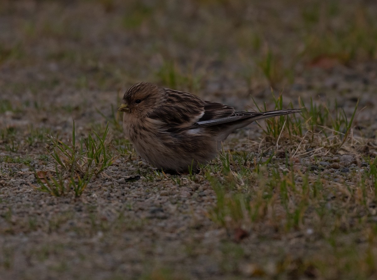 Twite - Tor Egil Høgsås