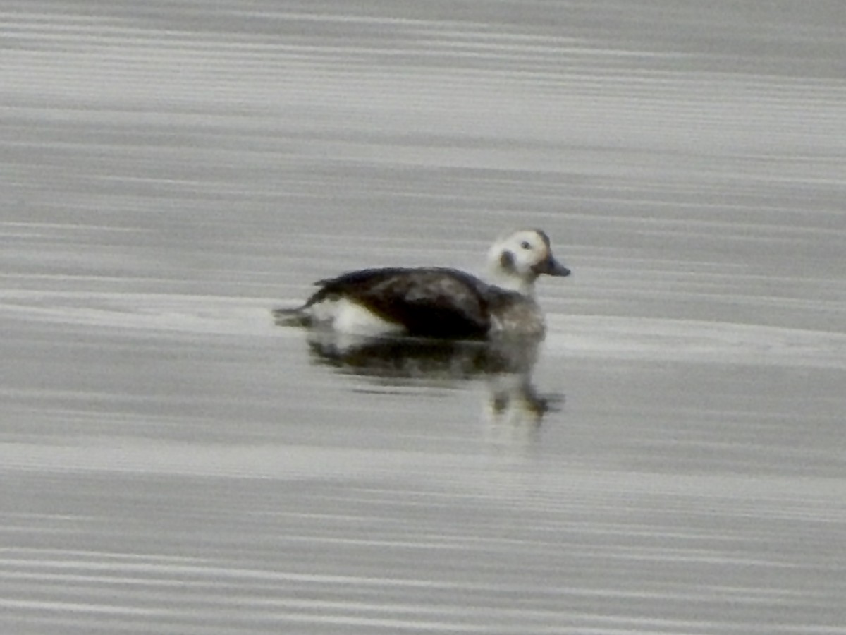 Long-tailed Duck - ML613186921